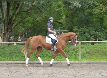 Más caballos centroeuropeos, Caballo castrado, 3 años, 174 cm, Alazán