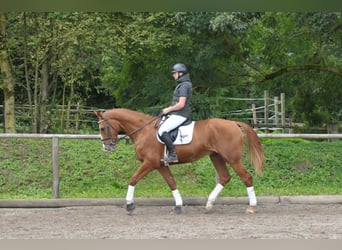 Más caballos centroeuropeos, Caballo castrado, 3 años, 174 cm, Alazán