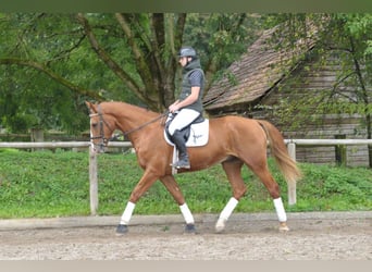 Más caballos centroeuropeos, Caballo castrado, 3 años, 174 cm, Alazán