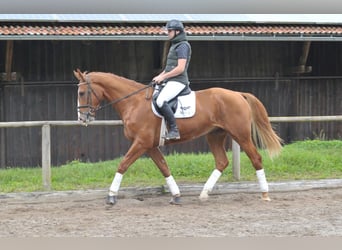 Más caballos centroeuropeos, Caballo castrado, 3 años, 174 cm, Alazán