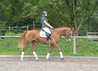 Más caballos centroeuropeos, Caballo castrado, 3 años, 174 cm, Alazán