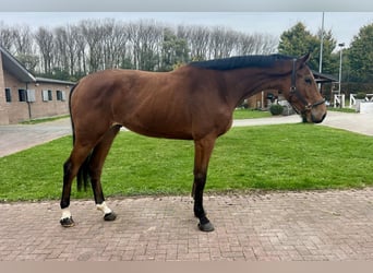 Más caballos centroeuropeos, Caballo castrado, 3 años, 175 cm, Castaño