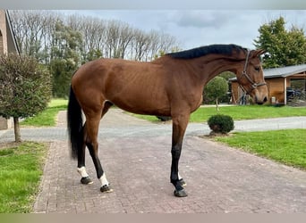 Más caballos centroeuropeos, Caballo castrado, 3 años, 175 cm, Castaño