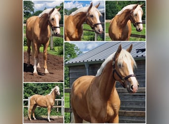 Más caballos centroeuropeos, Caballo castrado, 3 años, Palomino