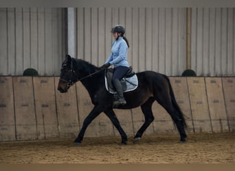 Más caballos centroeuropeos, Caballo castrado, 4 años, 150 cm, Castaño oscuro