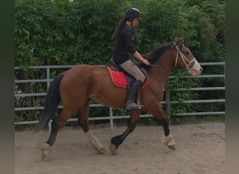 Más caballos centroeuropeos Mestizo, Caballo castrado, 4 años, 155 cm, Castaño claro