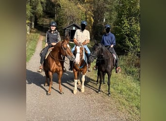 Más caballos centroeuropeos, Caballo castrado, 4 años, 155 cm, Pío