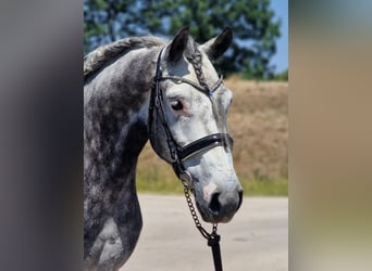 Más caballos centroeuropeos, Caballo castrado, 4 años, 155 cm, Tordo