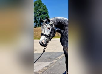 Más caballos centroeuropeos, Caballo castrado, 4 años, 155 cm, Tordo