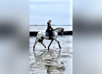 Más caballos centroeuropeos, Caballo castrado, 4 años, 158 cm, Atigrado/Moteado