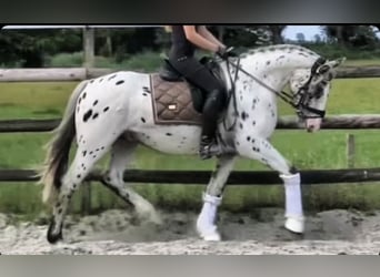 Más caballos centroeuropeos, Caballo castrado, 4 años, 158 cm, Atigrado/Moteado