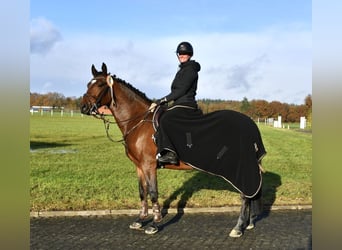 Más caballos centroeuropeos, Caballo castrado, 4 años, 160 cm, Castaño