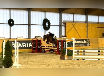 Más caballos centroeuropeos, Caballo castrado, 4 años, 160 cm, Castaño