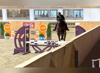 Más caballos centroeuropeos, Caballo castrado, 4 años, 160 cm, Castaño