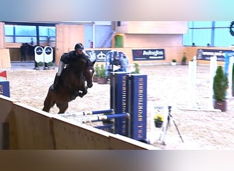 Más caballos centroeuropeos, Caballo castrado, 4 años, 160 cm, Castaño