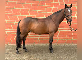 Más caballos centroeuropeos, Caballo castrado, 4 años, 160 cm, Castaño