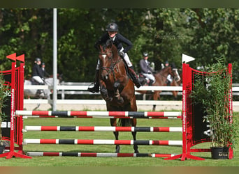 Más caballos centroeuropeos, Caballo castrado, 4 años, 160 cm, Castaño