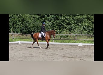 Más caballos centroeuropeos, Caballo castrado, 4 años, 160 cm, Castaño