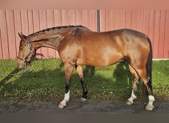 Más caballos centroeuropeos, Caballo castrado, 4 años, 160 cm, Castaño