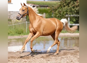 Más caballos centroeuropeos, Caballo castrado, 4 años, 160 cm, Palomino