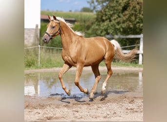 Más caballos centroeuropeos, Caballo castrado, 4 años, 160 cm, Palomino