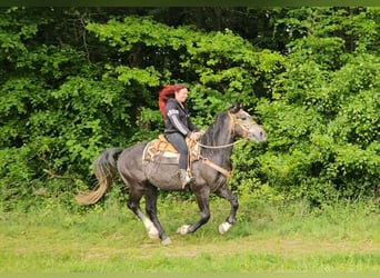 Más caballos centroeuropeos, Caballo castrado, 4 años, 160 cm, Tordo rodado