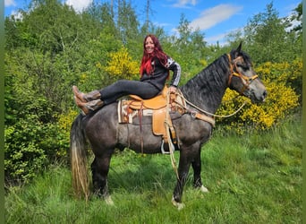 Más caballos centroeuropeos, Caballo castrado, 4 años, 160 cm, Tordo rodado