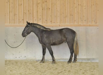 Más caballos centroeuropeos, Caballo castrado, 4 años, 162 cm, Alazán-tostado