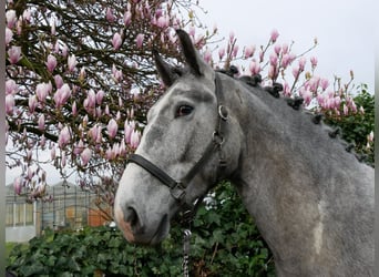 Más caballos centroeuropeos, Caballo castrado, 4 años, 162 cm