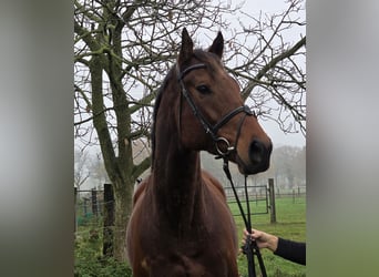 Más caballos centroeuropeos, Caballo castrado, 4 años, 162 cm, Castaño oscuro