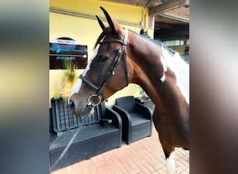 Más caballos centroeuropeos, Caballo castrado, 4 años, 163 cm, Pío