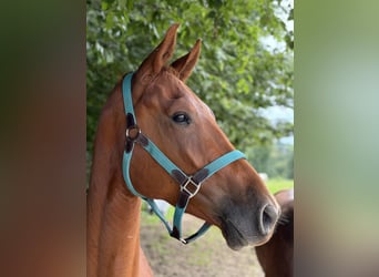 Más caballos centroeuropeos, Caballo castrado, 4 años, 164 cm, Alazán