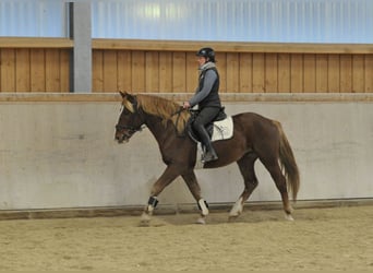 Más caballos centroeuropeos, Caballo castrado, 4 años, 164 cm, Alazán