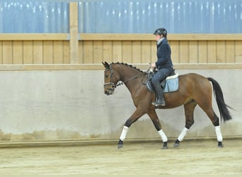 Más caballos centroeuropeos, Caballo castrado, 4 años, 164 cm, Castaño