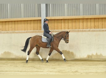 Más caballos centroeuropeos, Caballo castrado, 4 años, 164 cm, Castaño