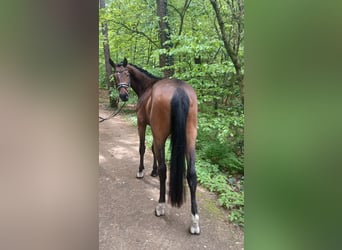 Más caballos centroeuropeos, Caballo castrado, 4 años, 164 cm, Castaño