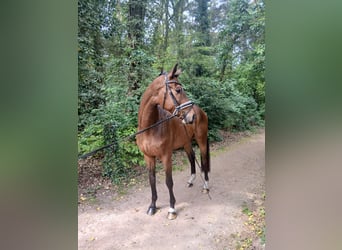 Más caballos centroeuropeos, Caballo castrado, 4 años, 164 cm, Castaño