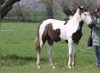 Más caballos centroeuropeos, Caballo castrado, 4 años, 164 cm, Pío
