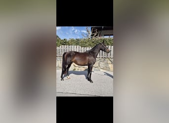 Más caballos centroeuropeos, Caballo castrado, 4 años, 165 cm, Castaño