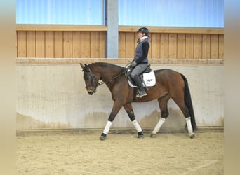 Más caballos centroeuropeos, Caballo castrado, 4 años, 165 cm, Castaño