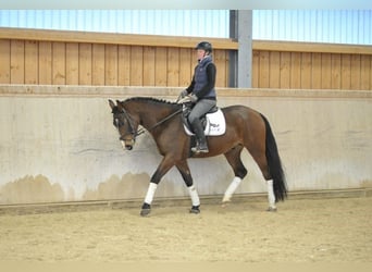 Más caballos centroeuropeos, Caballo castrado, 4 años, 165 cm, Castaño