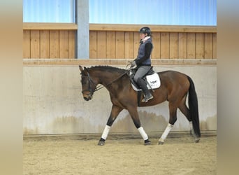 Más caballos centroeuropeos, Caballo castrado, 4 años, 165 cm, Castaño