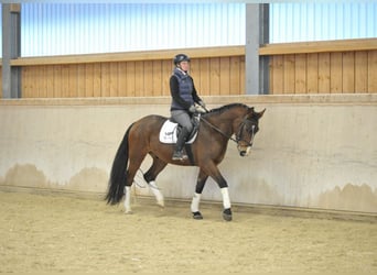 Más caballos centroeuropeos, Caballo castrado, 4 años, 165 cm, Castaño