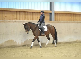 Más caballos centroeuropeos, Caballo castrado, 4 años, 165 cm, Castaño