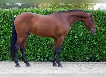 Más caballos centroeuropeos, Caballo castrado, 4 años, 165 cm, Castaño