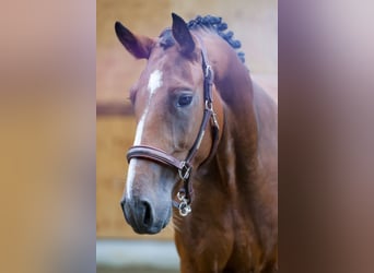 Más caballos centroeuropeos, Caballo castrado, 4 años, 165 cm, Castaño