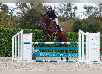 Más caballos centroeuropeos, Caballo castrado, 4 años, 165 cm, Castaño