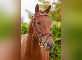 Más caballos centroeuropeos, Caballo castrado, 4 años, 165 cm, Castaño