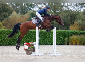 Más caballos centroeuropeos, Caballo castrado, 4 años, 165 cm, Castaño