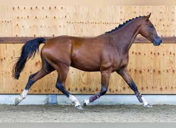 Más caballos centroeuropeos, Caballo castrado, 4 años, 165 cm, Castaño